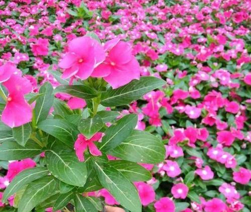 长春花（探寻长春花的花语和文化内涵）