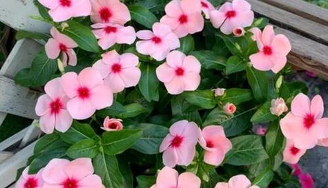 长春花（探寻长春花的花语和文化内涵）