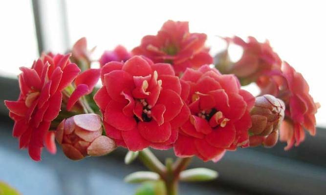 长寿花花语（传承生命之美）