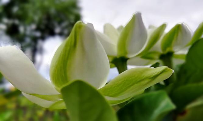 栀子花的花语和神话故事（探寻栀子花的花语之迷与栀子花神话故事）