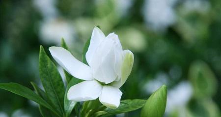 栀子花的寓意和象征意义（揭示栀子花美丽的象征）
