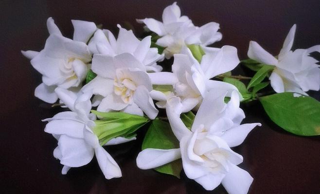 栀子花的寓意与赠送对象（美丽芬芳）