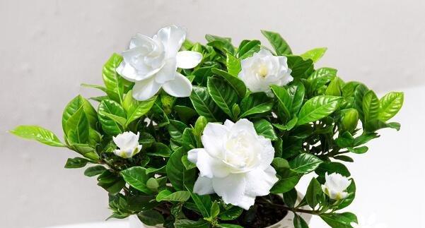 栀子花的花语和寓意（栀子花的美丽与深意）