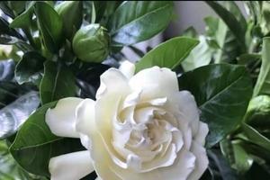 栀子花花语（栀子花花语的意义和传承）