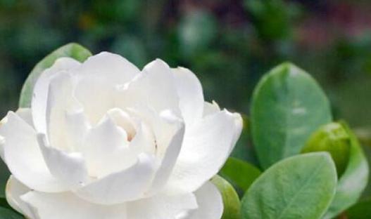 栀子花的花语与意义（探寻栀子花的深层内涵）
