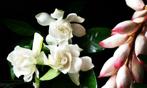 栀子花的花语与象征（探索栀子花的15种寓意）