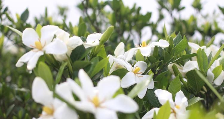 栀子花的花语与象征（探索栀子花的15种寓意）
