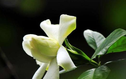 栀子花花语（栀子花的花语传递着爱）