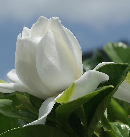 栀子花的花语与寓意（探索栀子花的象征意义与文化价值）