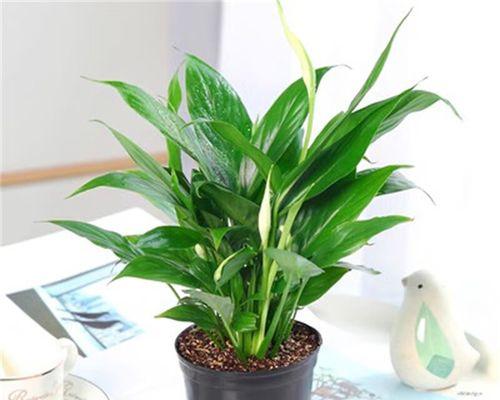 植物白掌的花语与意义（探寻白掌花语的美丽世界）
