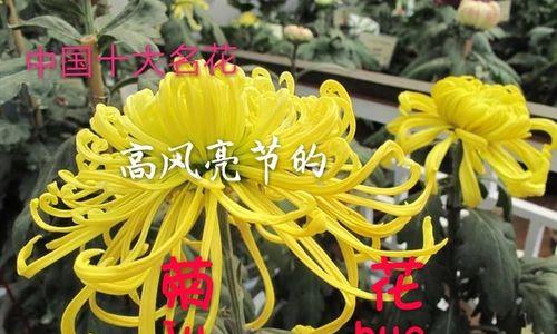 中国十大名花的象征意义（揭秘中国传统文化中花卉的寓意与象征）