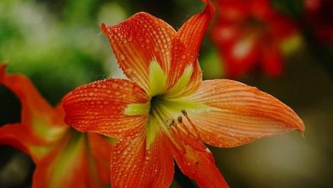 朱顶红花语（花开如锦）