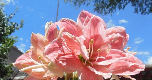 朱顶红花语（花开如锦）
