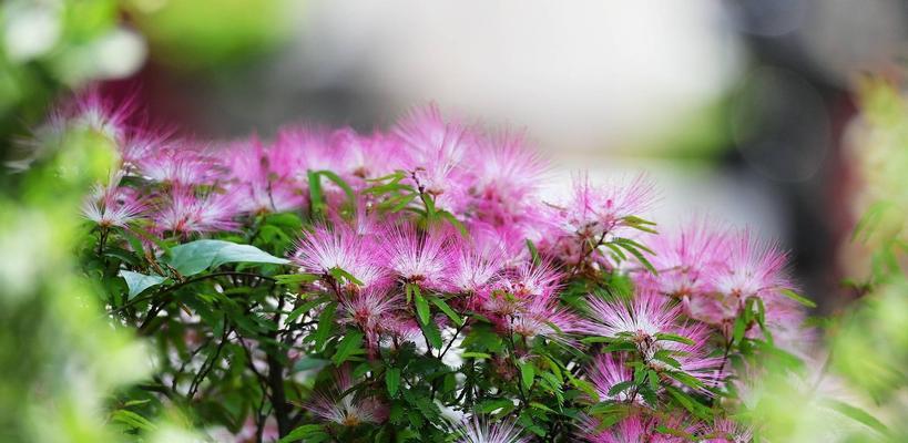 朱樱花的花语和寓意（探索朱樱花的内涵和象征意义）