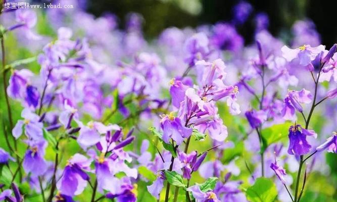 诸葛菜的花语（诸葛菜的花语和意义以及应用领域）
