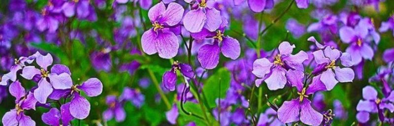 诸葛菜的花语（诸葛菜的花语和意义以及应用领域）