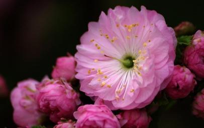 竹夹桃花的花语（桃花娇美）