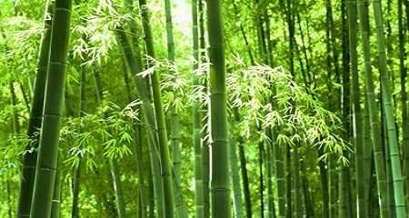 竹子的品质与精神象征（中国文化中竹子的多重意义）