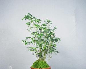 竹子的特点与象征意义（青翠挺拔的“竹儿”）