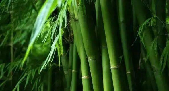 竹子的象征意义（探寻竹子的文化内涵）