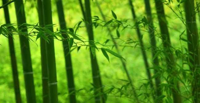 竹子的寓意和花语（探寻竹子的深层寓意及花语之美）