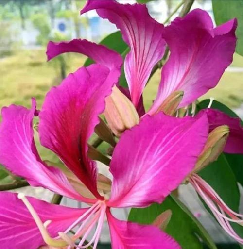 宫粉紫荆花的花语与象征（以宫粉紫荆花为媒介）