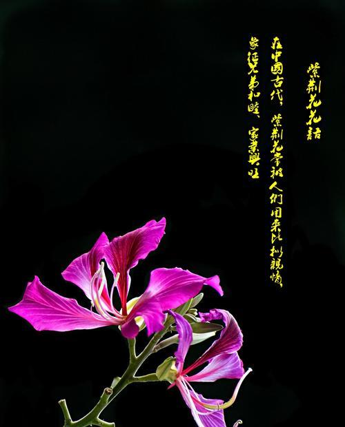 宫粉紫荆花的花语与象征（以宫粉紫荆花为媒介）