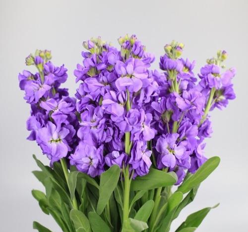 紫罗兰花语与寓意（探索紫罗兰花的奥秘）