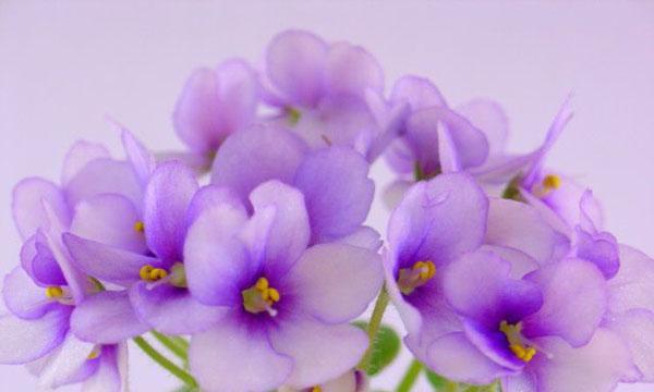 紫罗兰花语的美好寓意（探索紫罗兰花语的深刻含义）