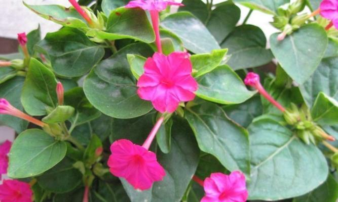 紫茉莉花语（以花之语传递深情与希望）