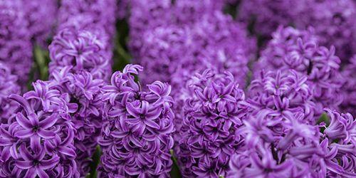 紫色风信子的花语与寓意——浪漫、神秘、温暖（探索紫色风信子的花语与寓意）