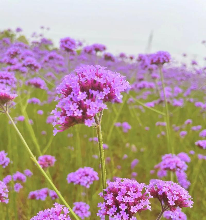 紫色小雏菊的花语与寓意（传递激励与希望的紫色小雏菊）