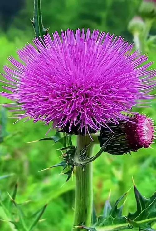 紫色小雏菊的花语与寓意（传递激励与希望的紫色小雏菊）