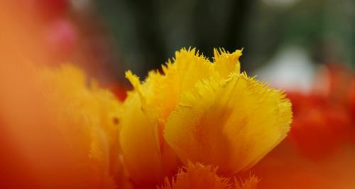 紫色郁金香花语（揭示郁金香花语的深层含义）
