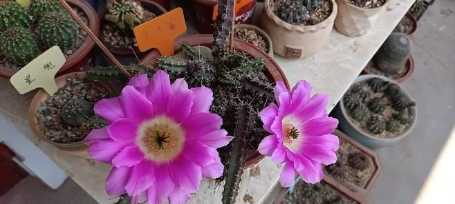美花角的开花频率（探究美花角一年中开花的次数及原因）