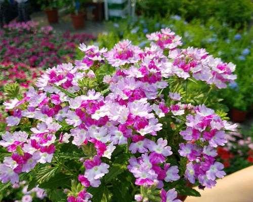 美女樱——迎春季节的花海盛宴（盘点美女樱的花期）