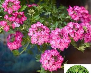 美女樱——迎春季节的花海盛宴（盘点美女樱的花期）