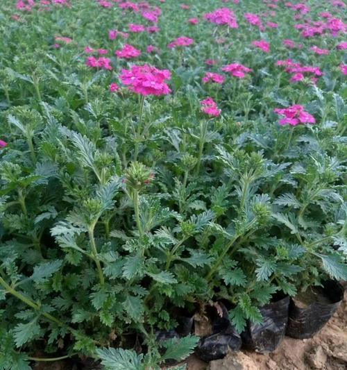 美女樱——迎春季节的花海盛宴（盘点美女樱的花期）
