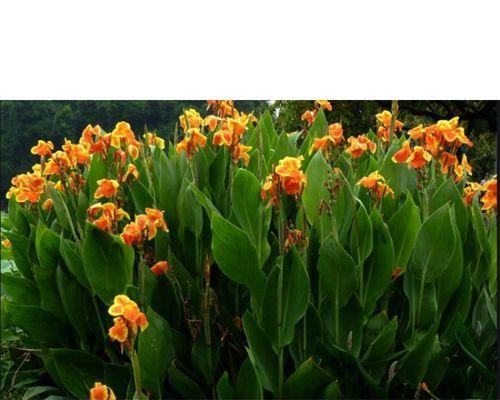 美人蕉种植指南（如何在院子里成功种植美人蕉）