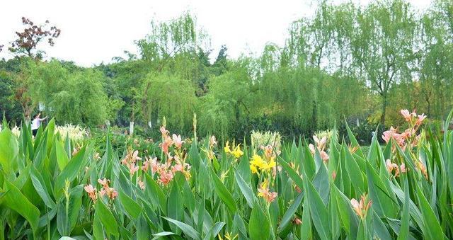 美人蕉——热带植物之王（探秘美人蕉的生长环境条件和独特特点）
