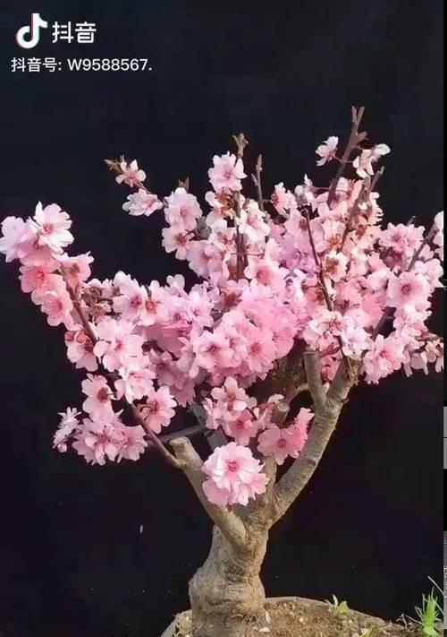 美人梅修剪方法（打造美丽花园的技巧）