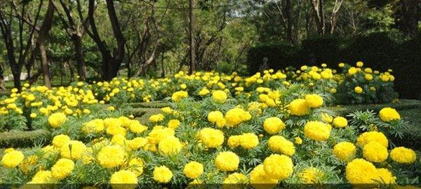 家门口适合种什么花（打造美丽的家门口花园）