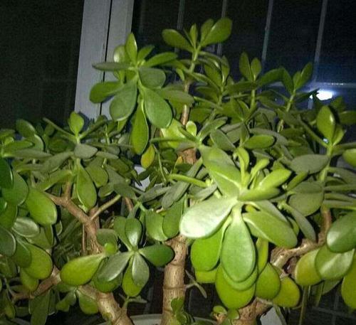 门面装饰花卉的选择（打造美丽门面）