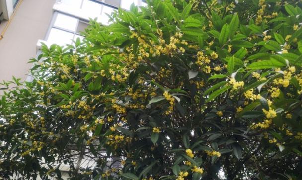 门前种桂花，香气扑鼻（从种植到收获）