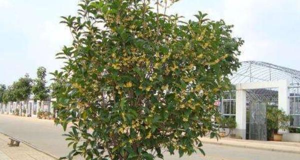 门前种桂花，香气扑鼻（从种植到收获）