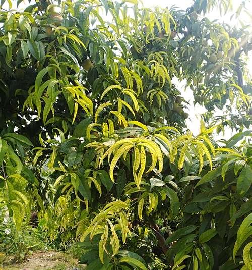 大门前种桃树可行吗（探讨在大门前种植桃树的优缺点）