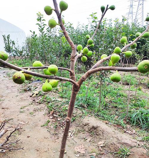 门前种无花果树的好处（享受美味）