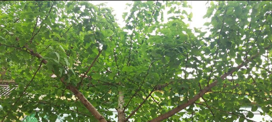 门前种银杏树的好处（银杏树种植指南）