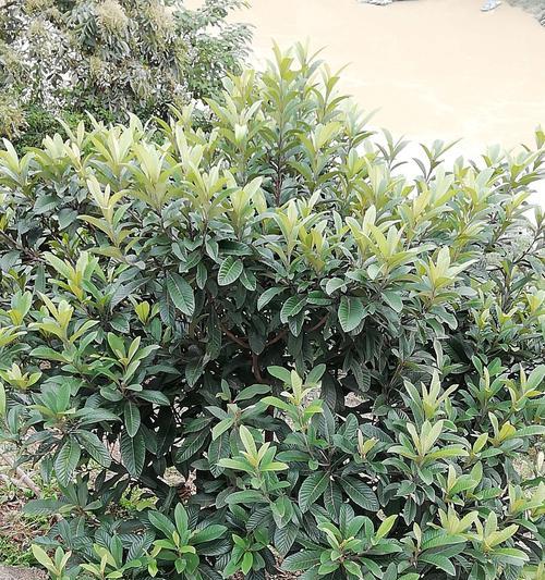 门前可以种李子树（品种选择）