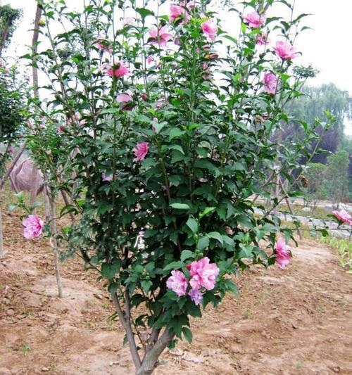 探秘蒙娜丽莎月季的植物特性（是藤本还是灌木）